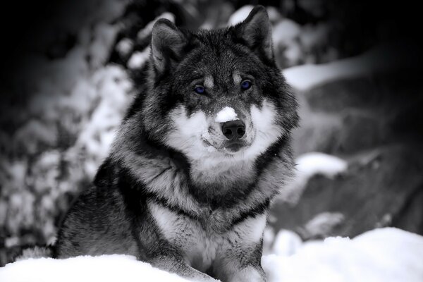 Loup prédateur regardant CHB