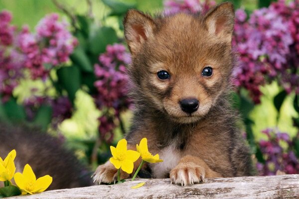 A small brown wolf cub on a background of flowers