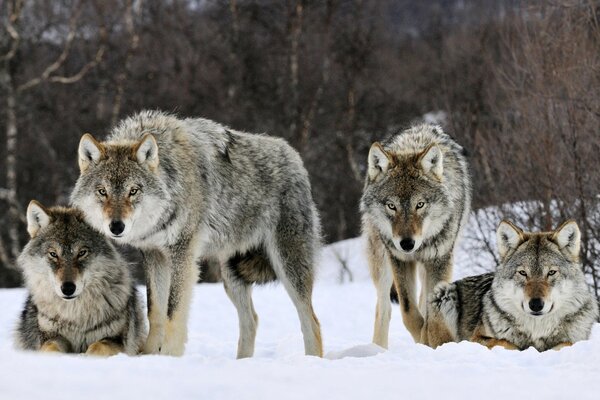 Eine Herde von Wölfen im Schnee mit einem genaueren Blick