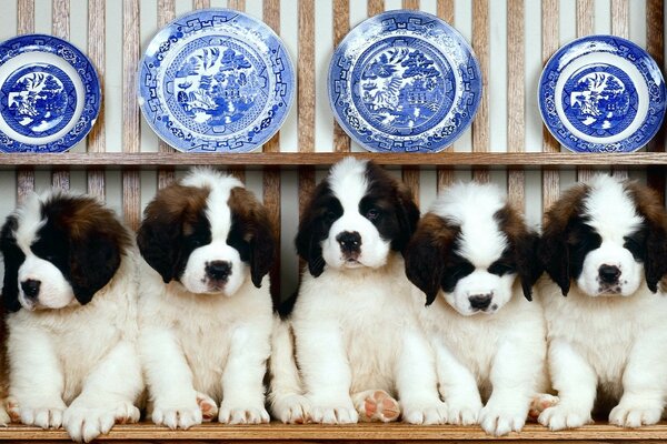 5 puppies in a row on a background of blue plates