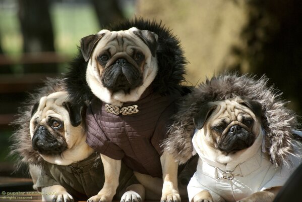 Moda pugs todo ejemplo