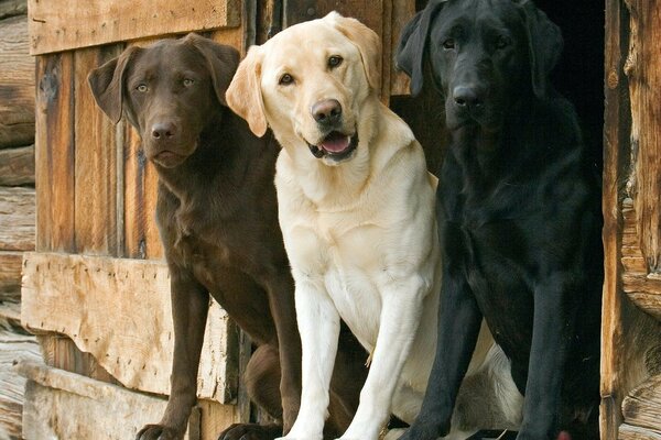 Trois lablodora multicolores regardent le photographe