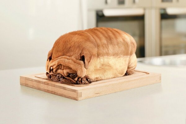 Brot ist wie ein Mops