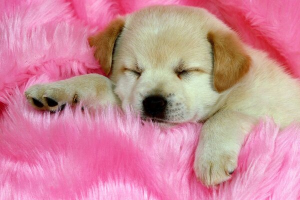 Милый щенок в розовых тонах