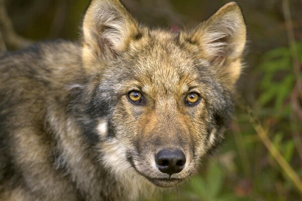 Los ojos de un viejo lobo en el bosque