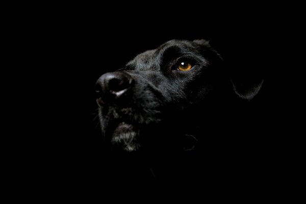 The muzzle of a black dog in the shade