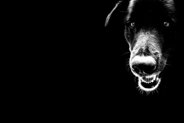 El hocico de un perro negro sobre un fondo oscuro