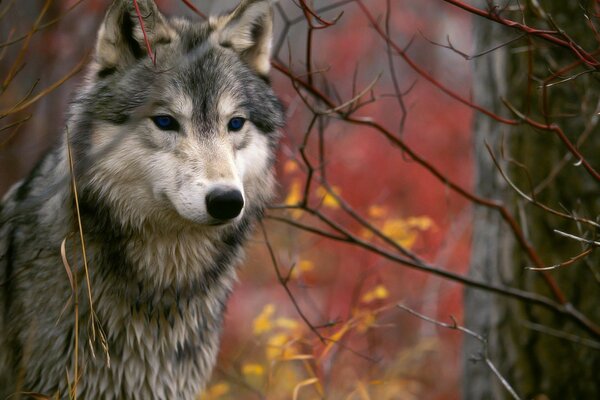 La mirada hambrienta del lobo en otoño