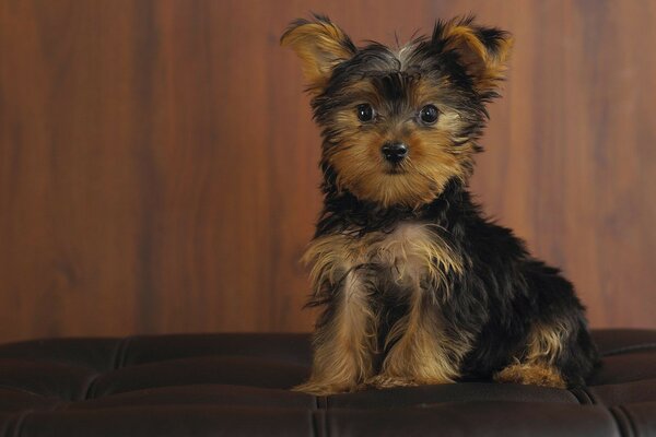 Combien de dévouement et d amour dans le regard d un petit chiot