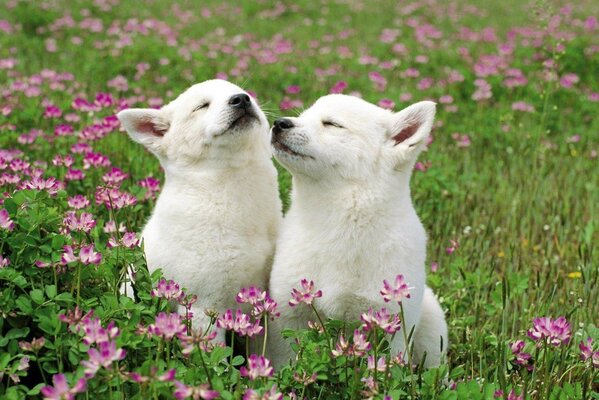 Two puppies in a flower field