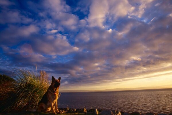 Cane da pastore a tarda notte guardando il mare