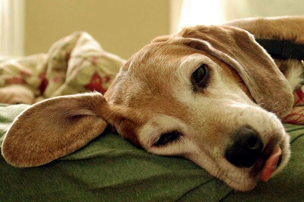 The dog is lazily lying on the couch