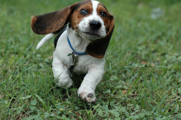 Chiot court sur l herbe