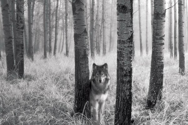 Monochrome wolf in the forest
