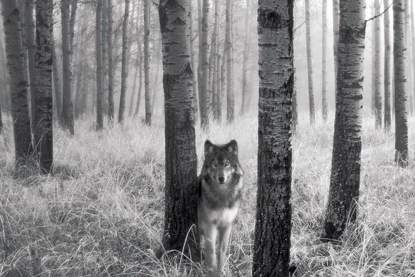 Loup Monochrome dans la forêt