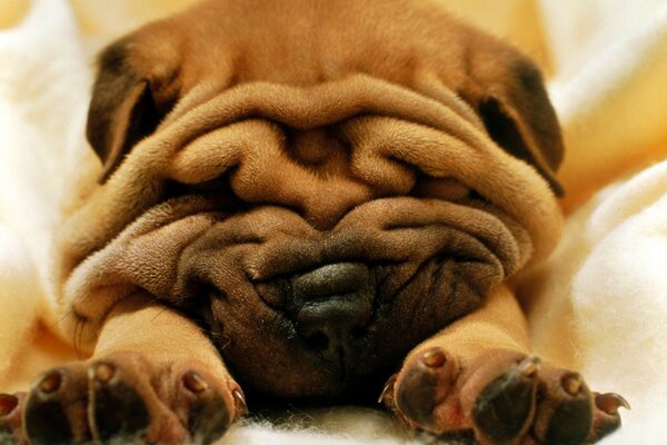 Cucciolo di Shar Pei che dorme in una coperta