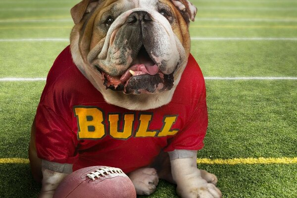 Il bulldog con la palla ama giocare a calcio