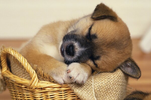 El cachorro en la cesta duerme y ve un sueño