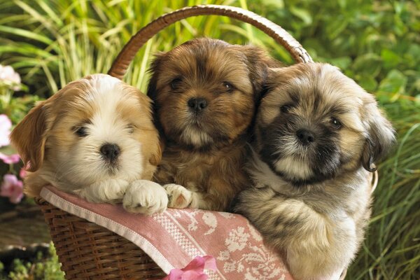Tres cachorros en una cesta