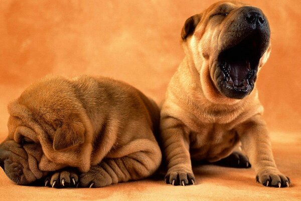 Two orazhevy sleepy puppies