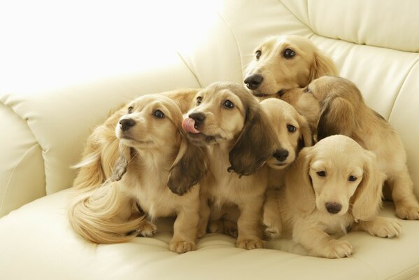 Big puppy family on the couch