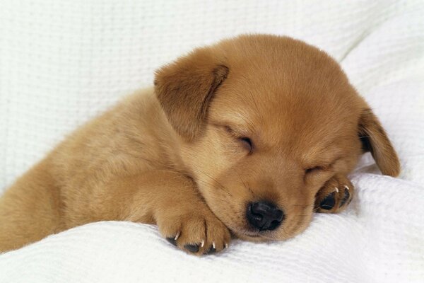 Pequeño cachorro cansado y profundamente dormido