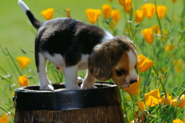 Cachorro sentado en un barril y oliendo flores