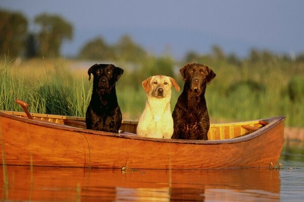 Drei Hunde in einem Boot bei Sonnenuntergang