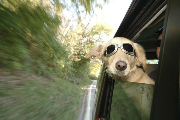 The dog looks out of the car window