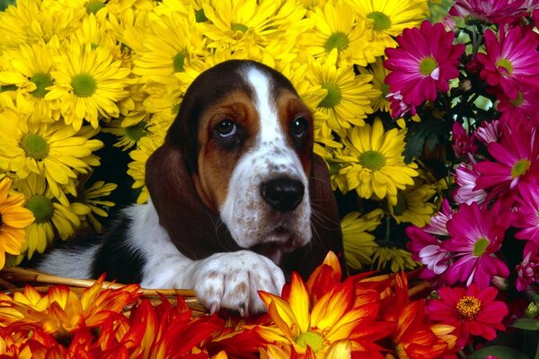 Color photo of a dog with long ears in a flower garden