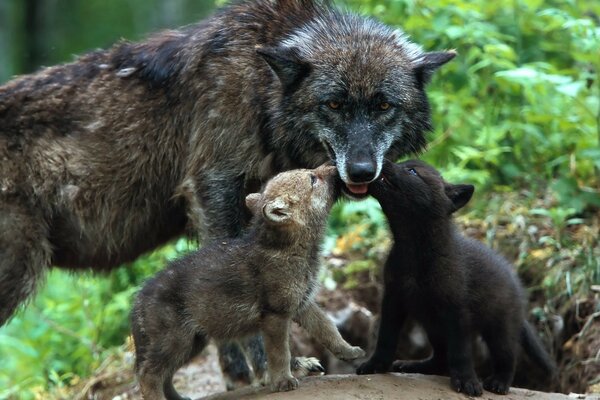 Meilleure maman dans le monde entier