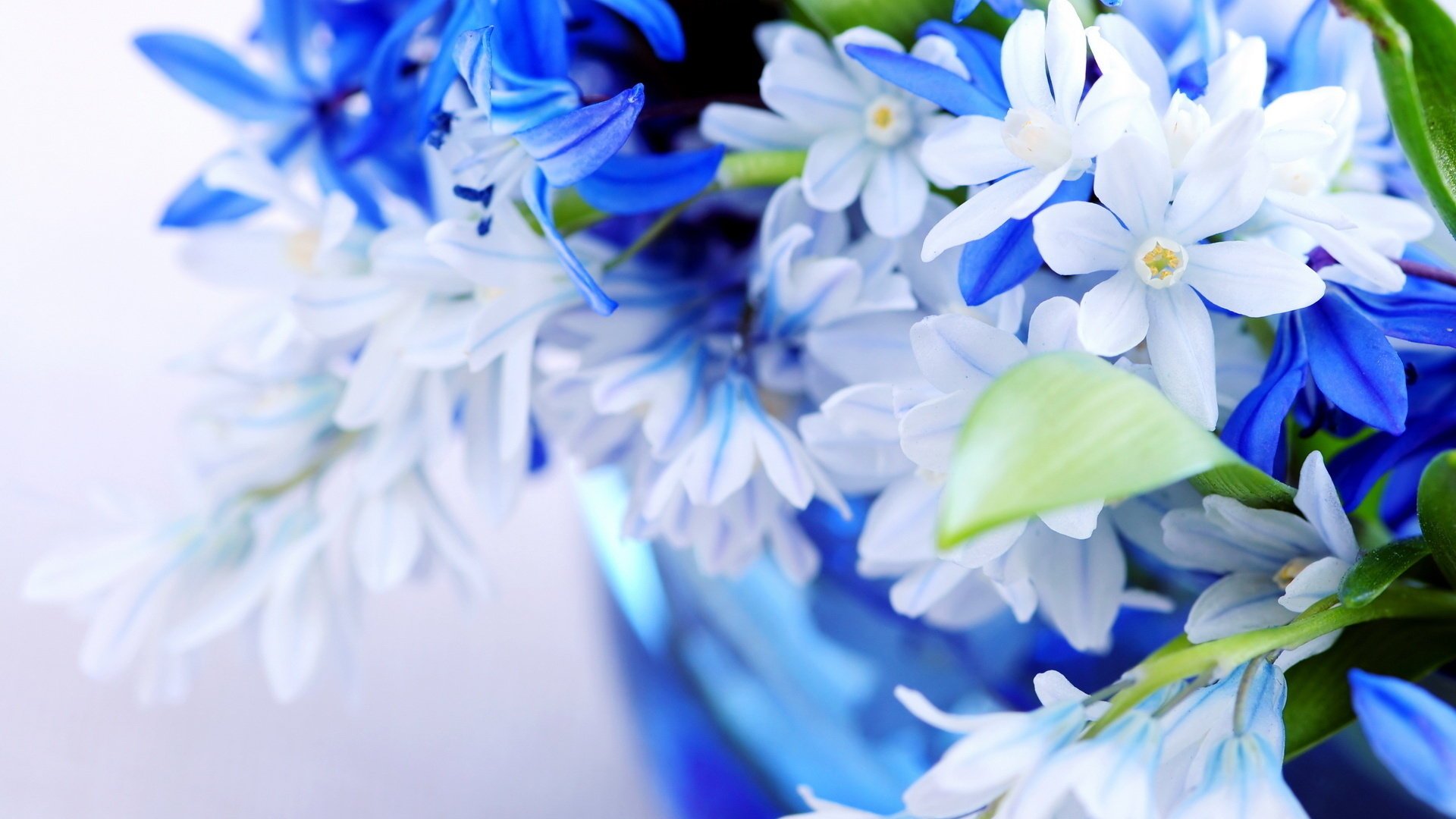 doux bleu bleu feuilles couleur fleurs bouquet