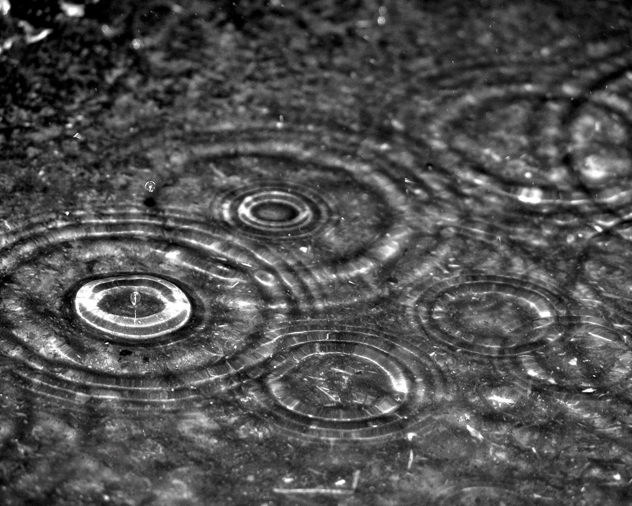 gotas lluvia macro