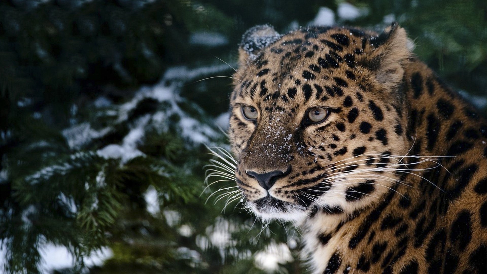 léopard neige vue sapin