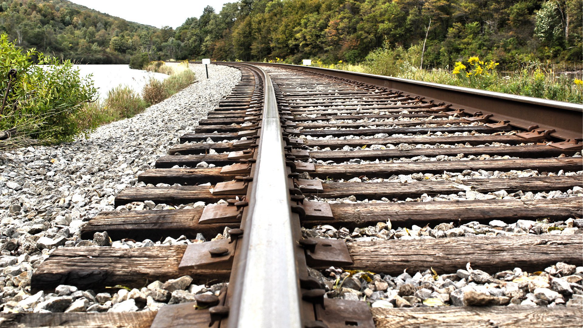 macro railroad trees nature forest rail