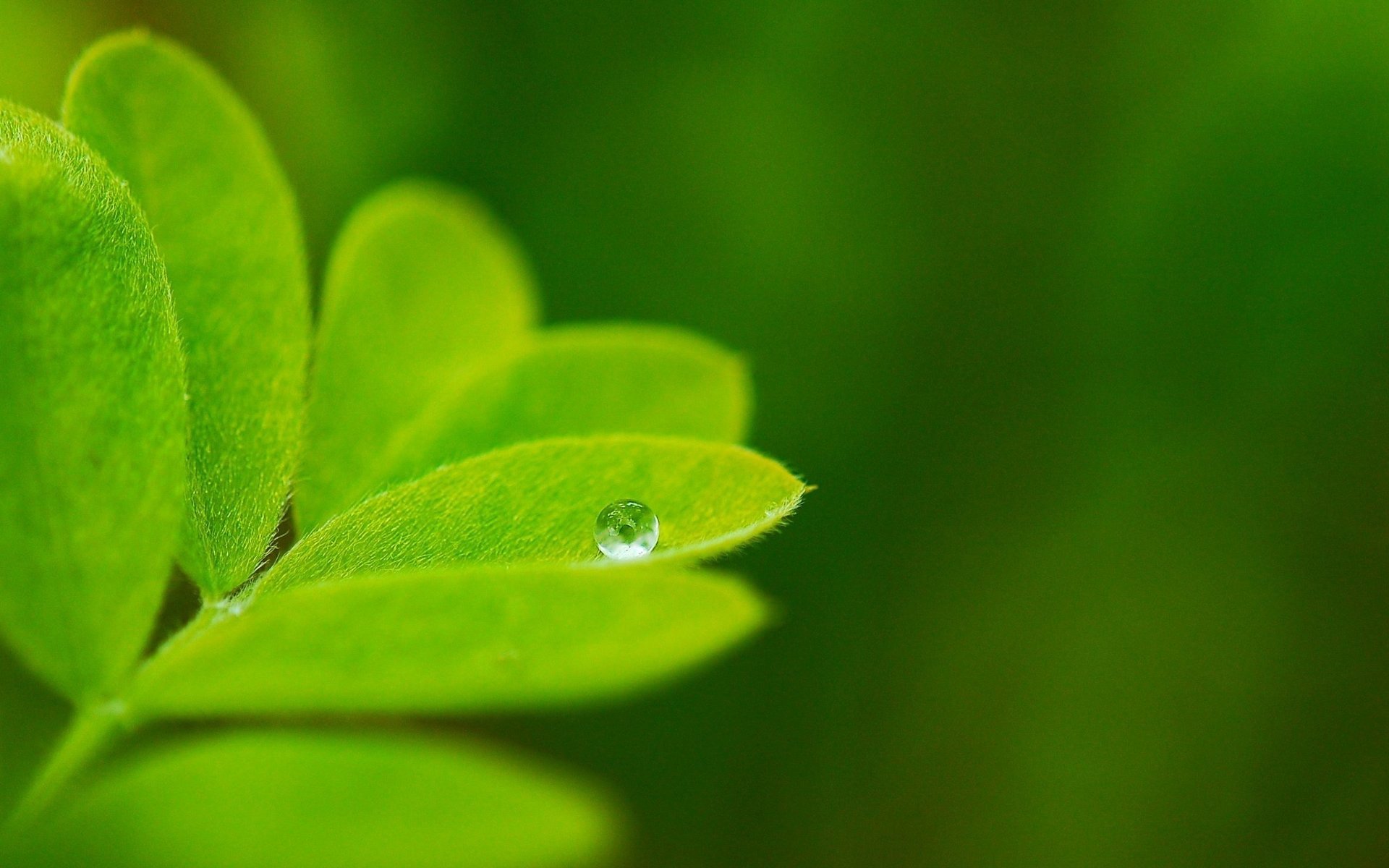 naturaleza verde macro fondo gota hoja plantas