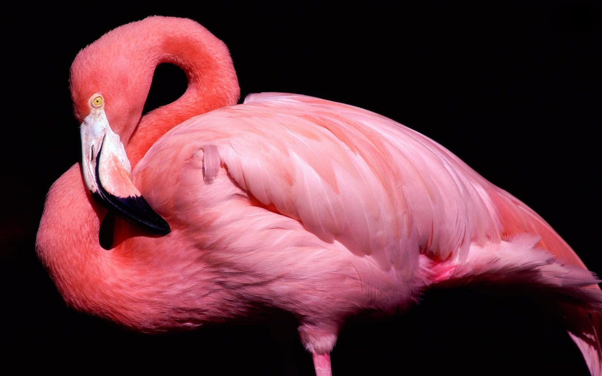 bird pink black background beak flamingo