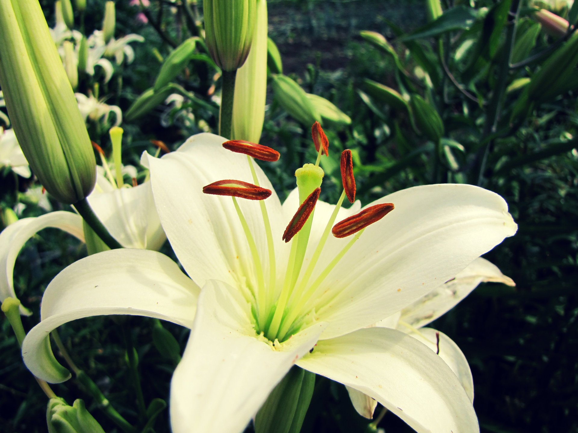 macro white lily flower