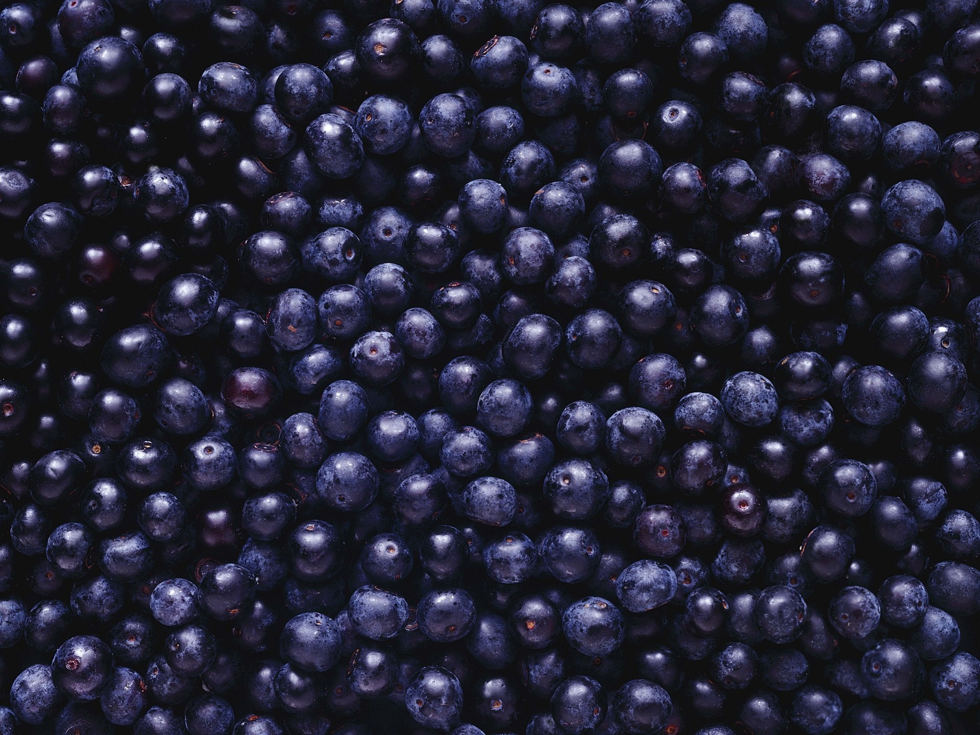 hintergrund beeren blaubeeren