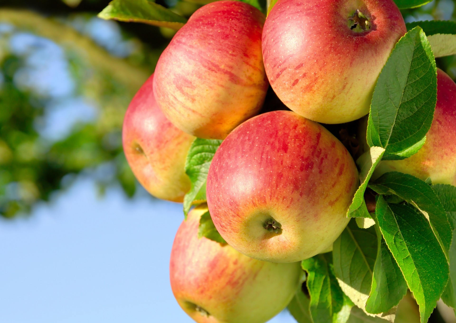 heet apples branch