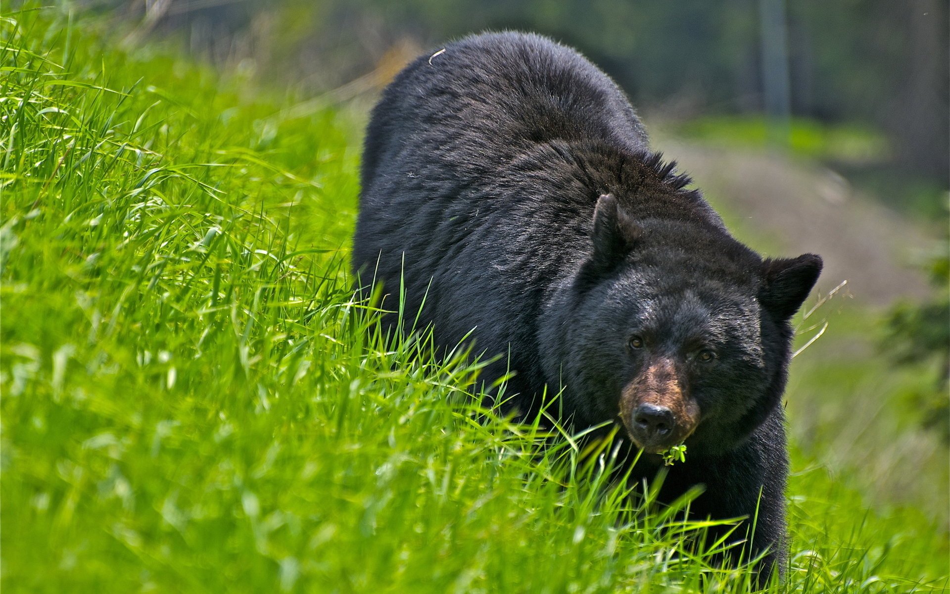 orso natura erba