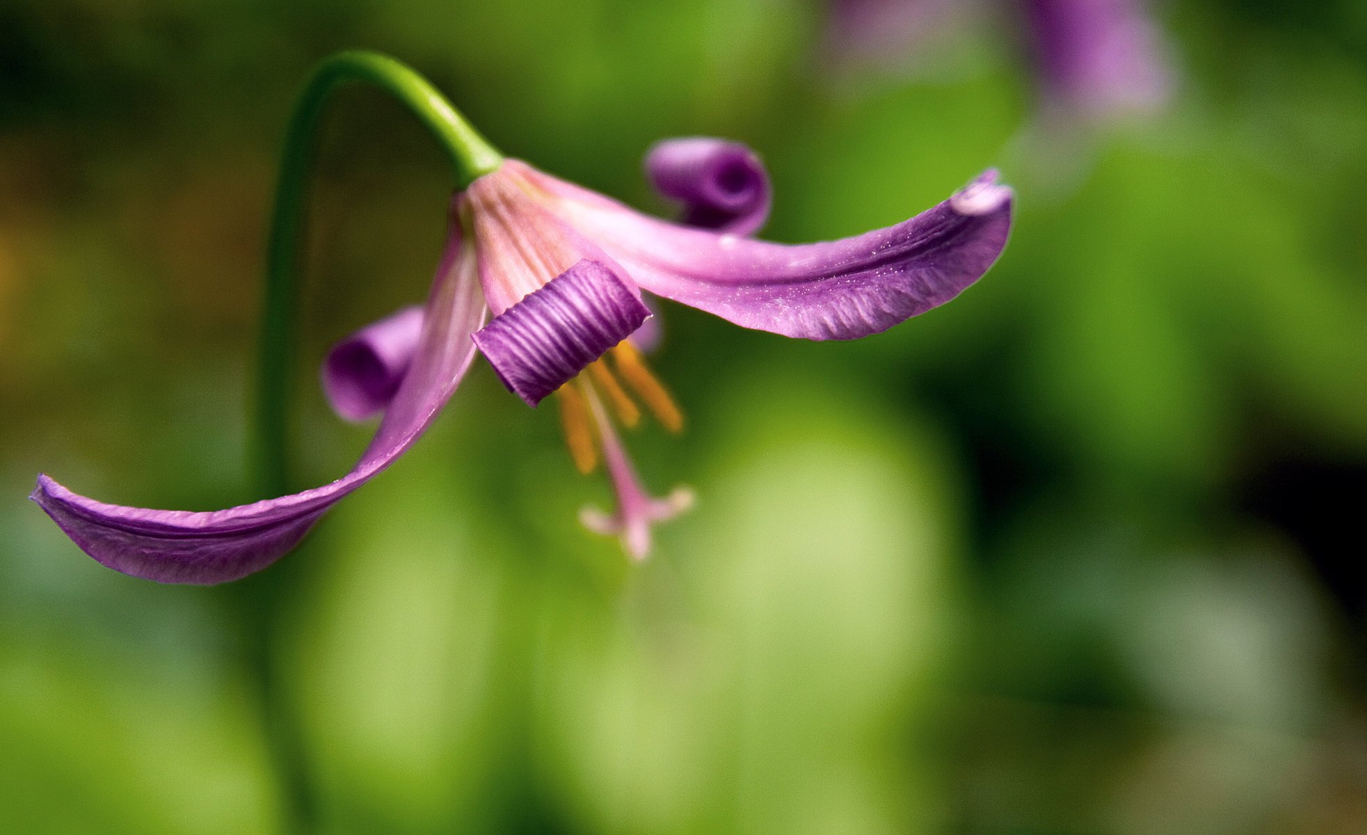 flor desenfoque fondo