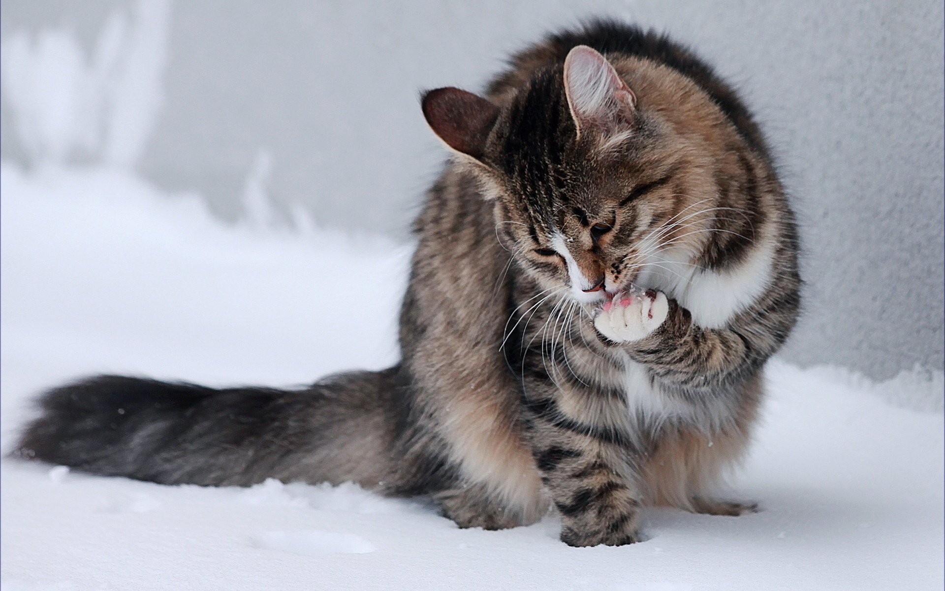 cat licking sitting legs snow