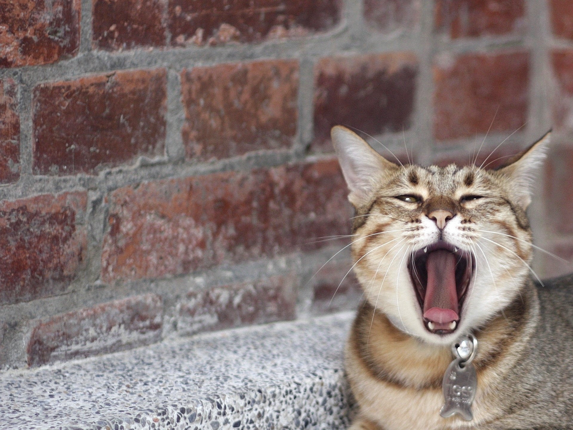 cat yawns mustache nose tongue brick cat muzzle wall