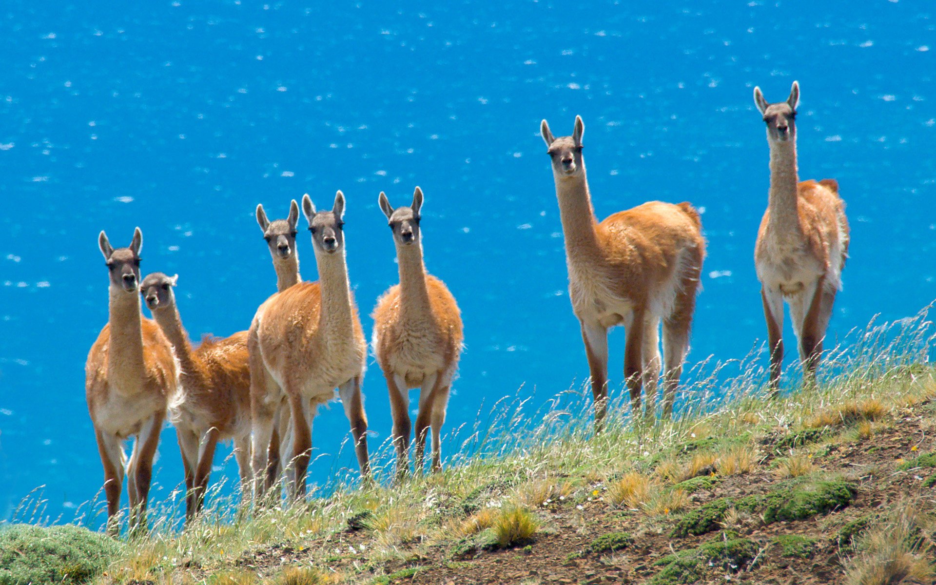 lamas animaux troupeau