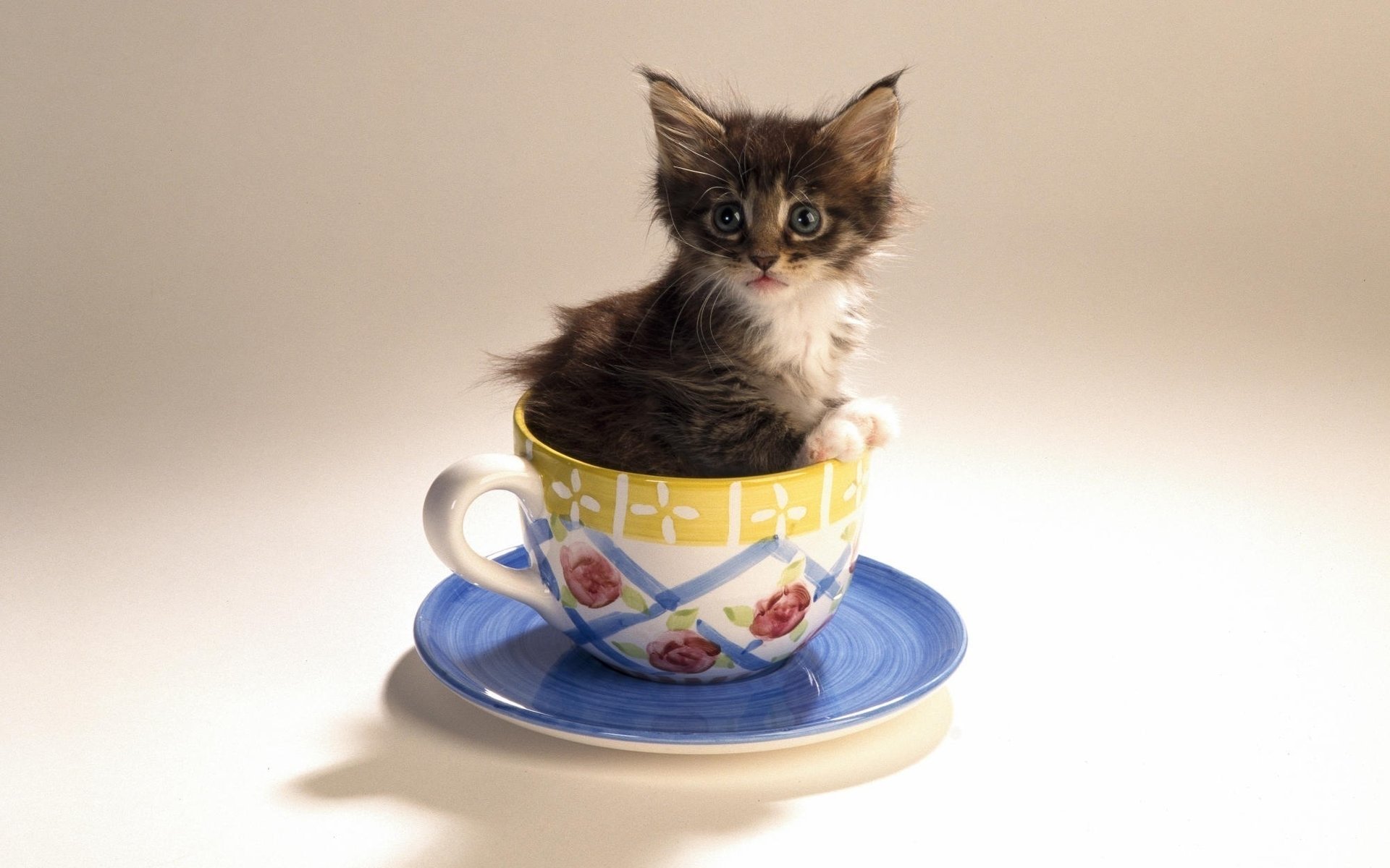 platillo taza gatito