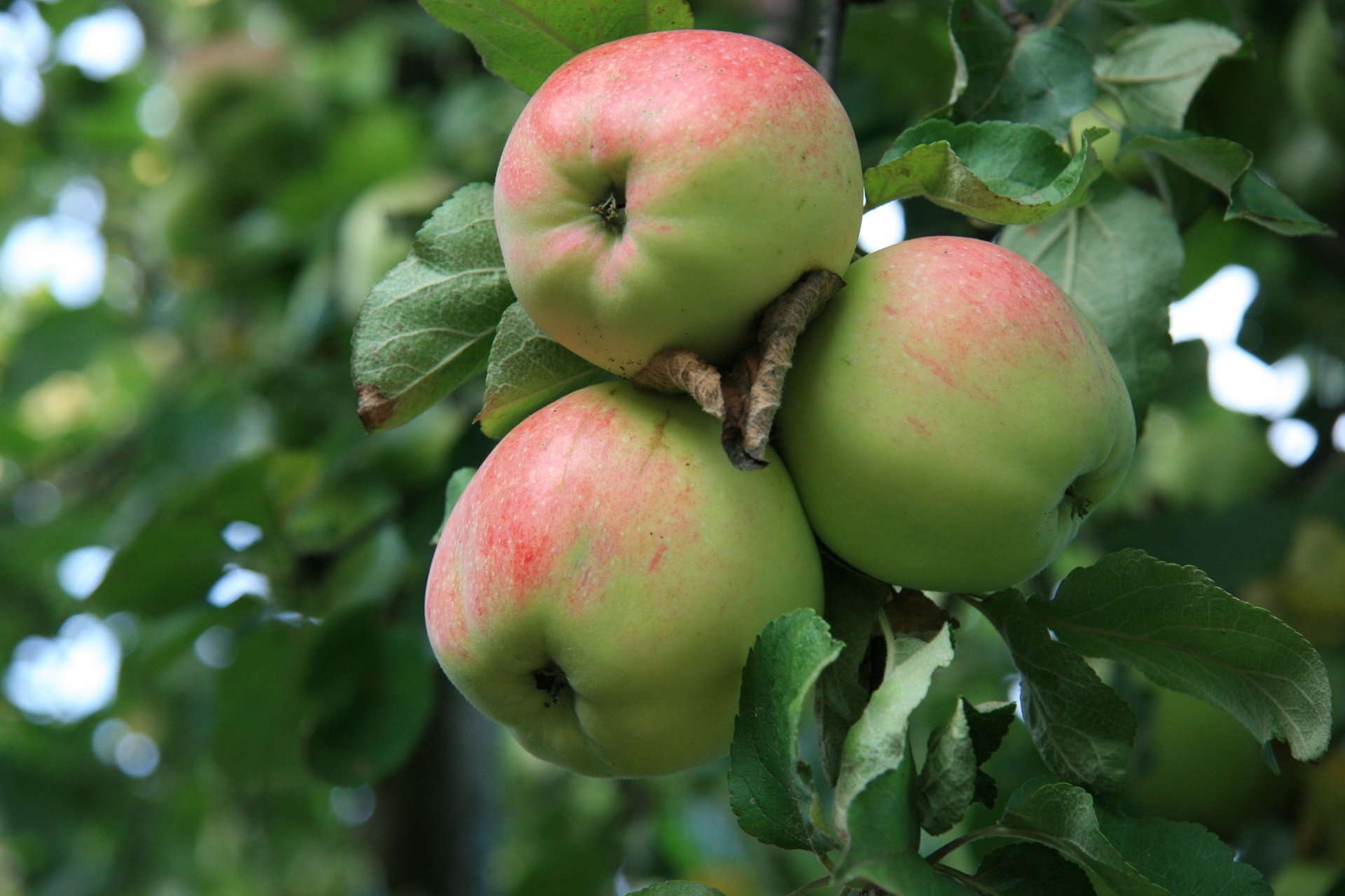 apples morning garden village food nature apple tree apple