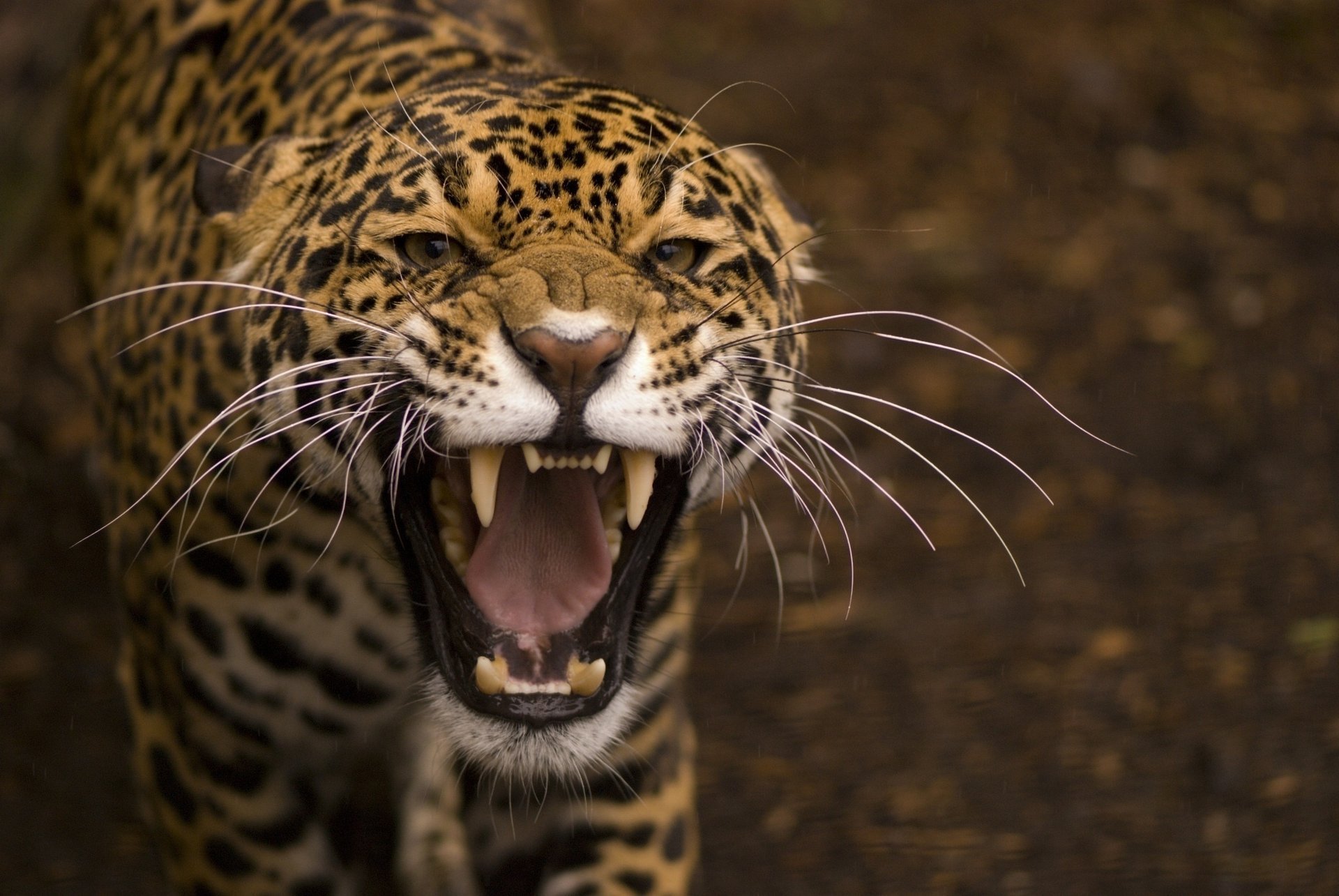 sourire chat sauvage prédateur gueule jaguar gros plan moustache