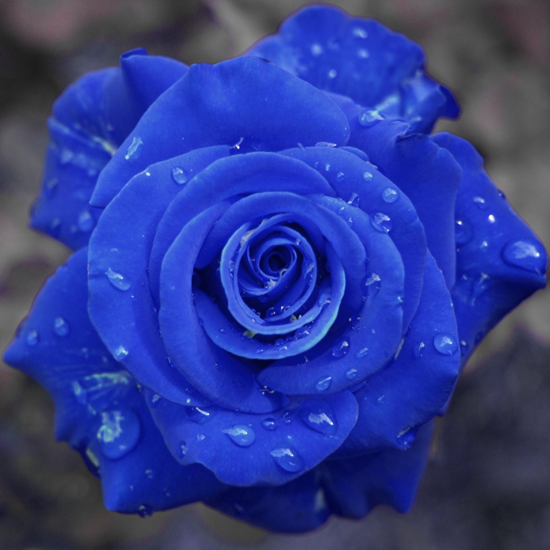 rose droplets blue