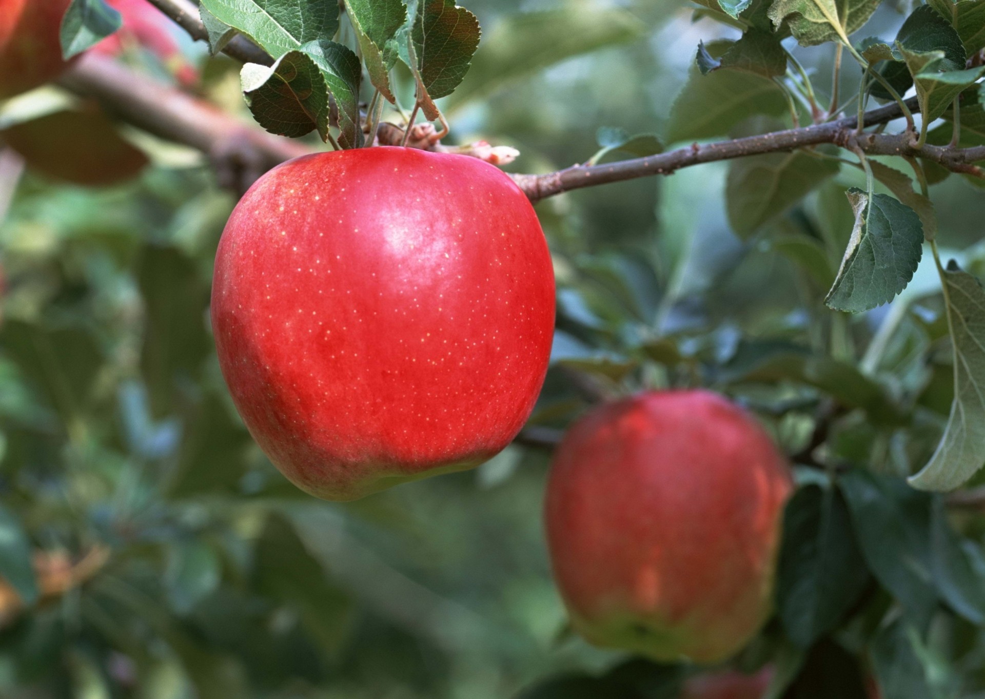 mela frutta ramo